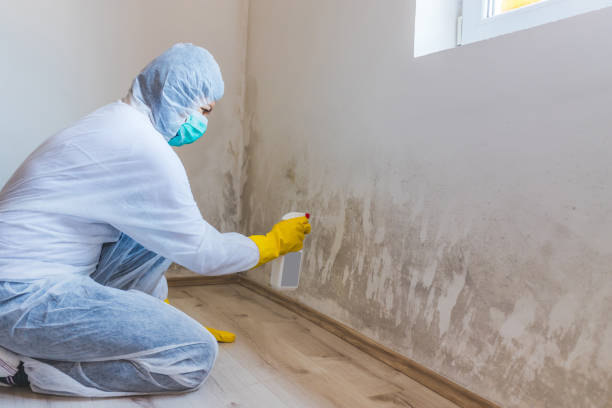 Licensed Mold Remediation service in Dorchester Center, MA - WQB Mold Removal